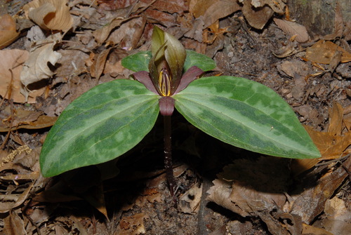 Confederate wakerobin (Trillium reliquum)