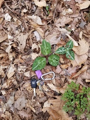 Confederate wakerobin (Trillium reliquum)
