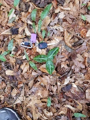 Confederate wakerobin (Trillium reliquum)
