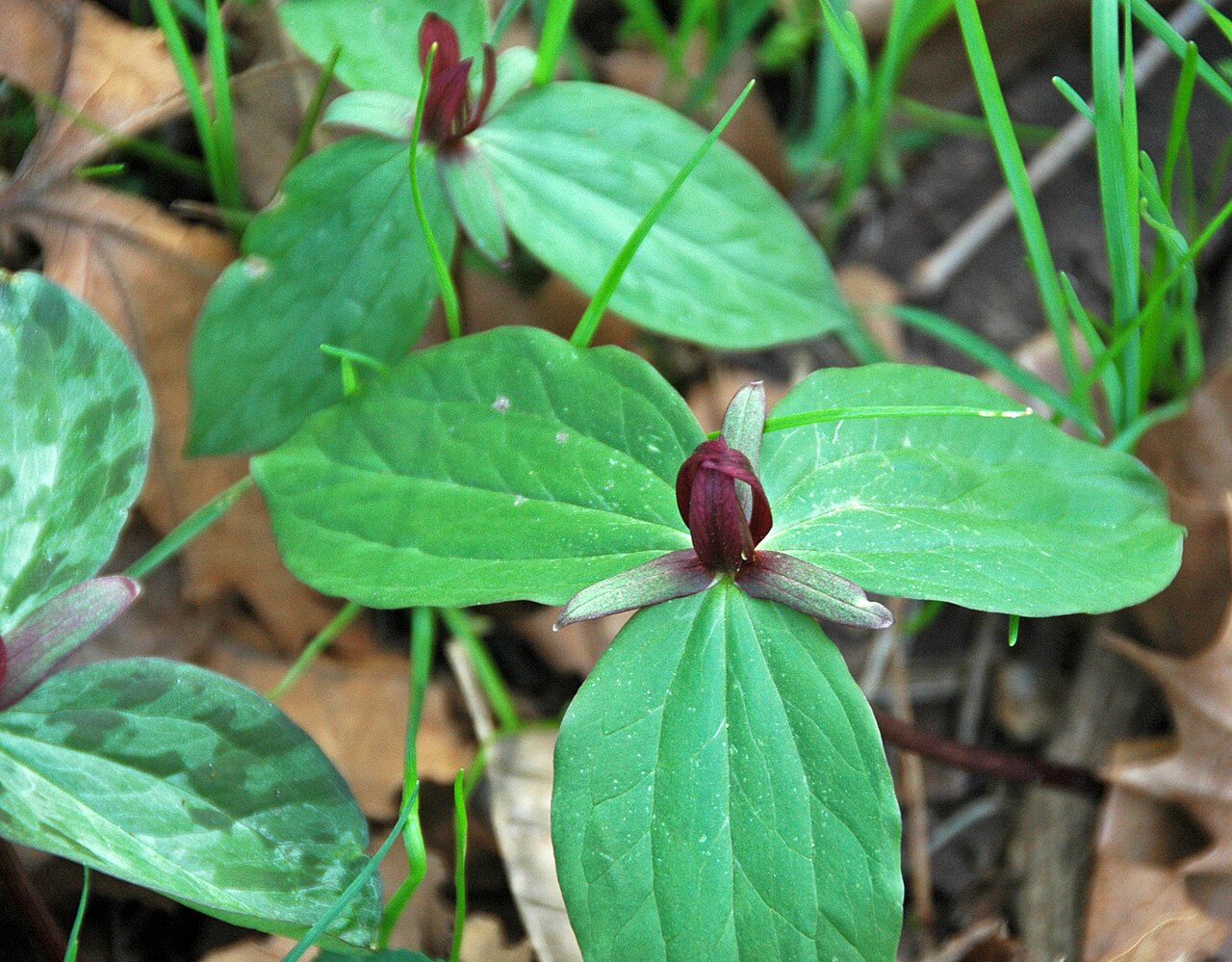 Toadshade: Trillium sessile Linnaeus, 1753 - toadshade in Ohio, USA. Plants are multicellular, photosynthetic eucaryotes. The oldest known land plant body fossils are Silu