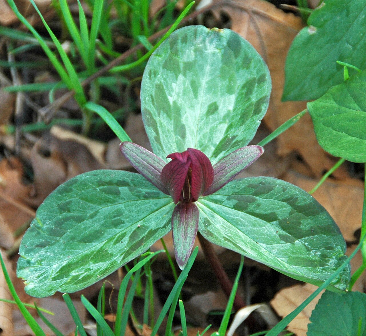 Toadshade: Trillium sessile Linnaeus, 1753 - toadshade in Ohio, USA. Plants are multicellular, photosynthetic eucaryotes. The oldest known land plant body fossils are Silu