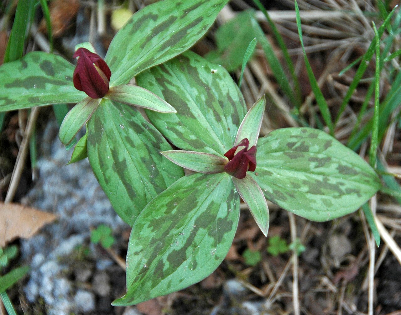 Toadshade: Trillium sessile Linnaeus, 1753 - toadshade in Ohio, USA. Plants are multicellular, photosynthetic eucaryotes. The oldest known land plant body fossils are Silu