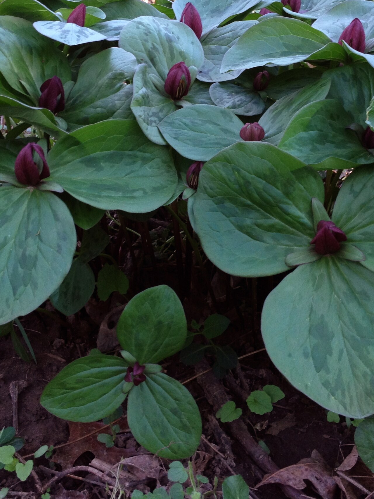 Toadshade: Photo of Trillium sessile in flower. This is a native plant growing wild on Theodore Roosevelt Island, in Washington, D.C., USA. This species is a member of the