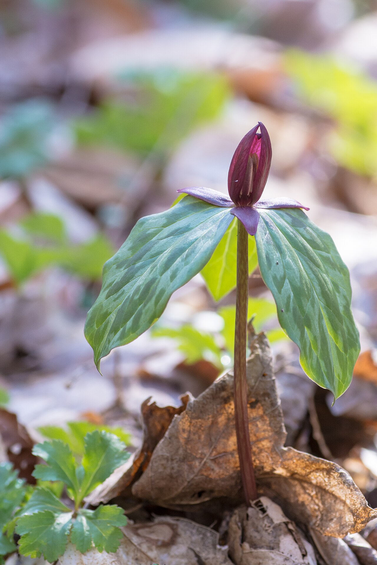 Toadshade: Hueston Woods State Park, College Corner, Ohio