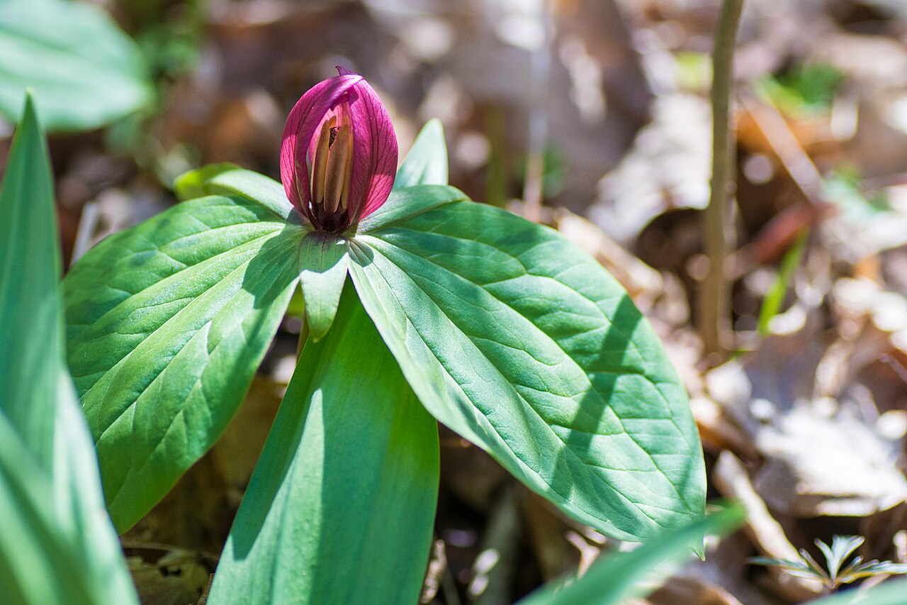 Toadshade: Hueston Woods State Park, College Corner, Ohio