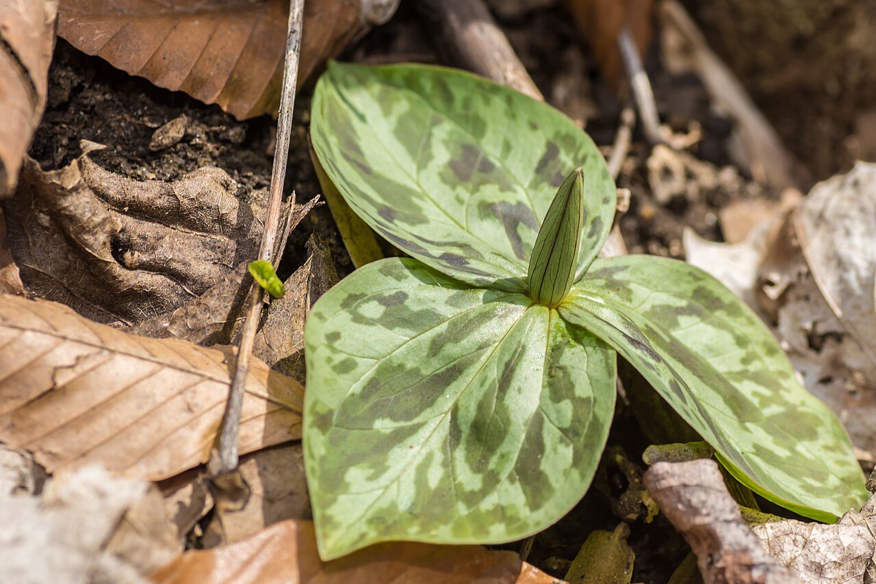 Toadshade: Hueston Woods State Park, College Corner, Ohio