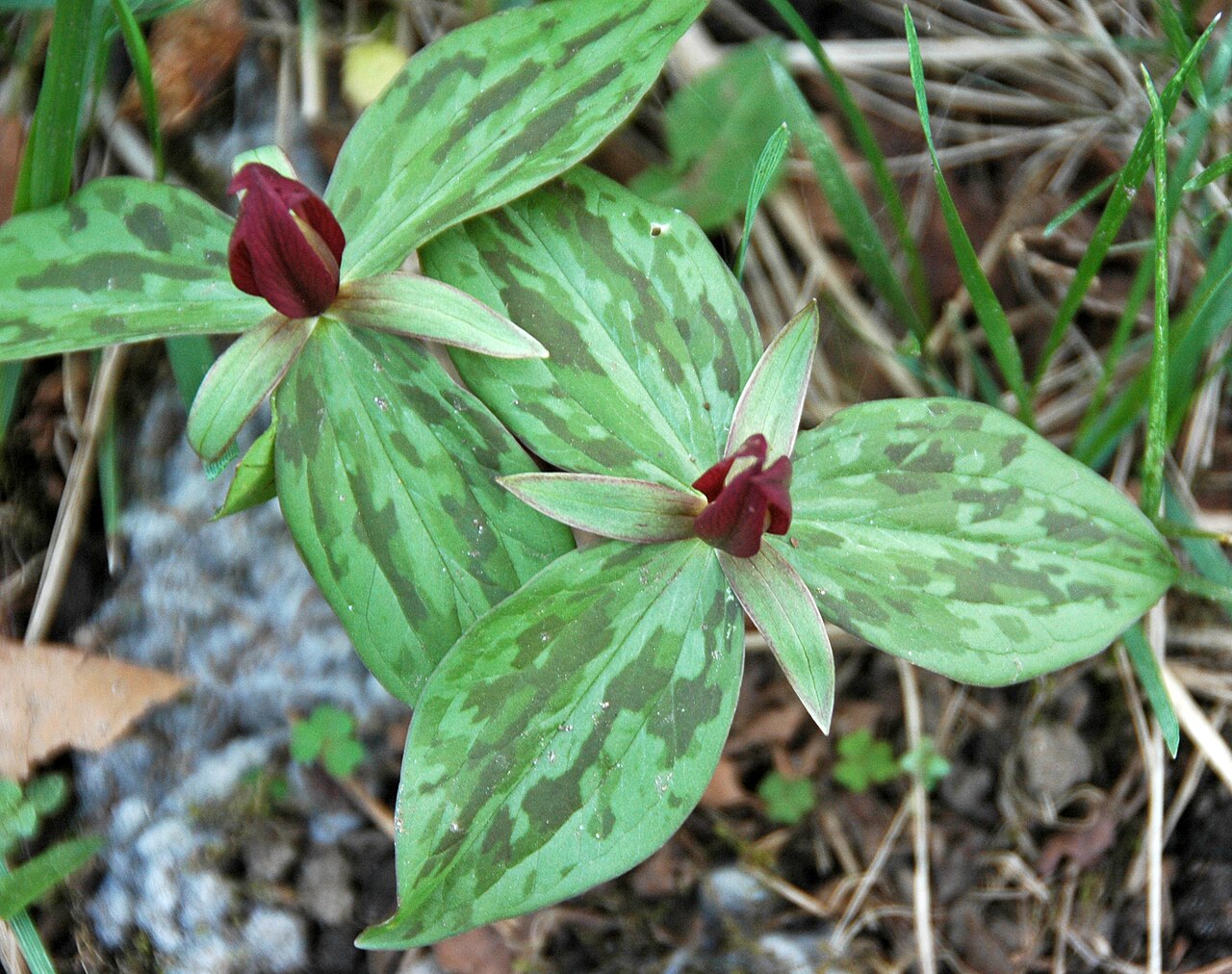 Toadshade: Trillium sessile Linnaeus, 1753 - toadshade in Ohio, USA. Plants are multicellular, photosynthetic eucaryotes. The oldest known land plant body fossils are Silu