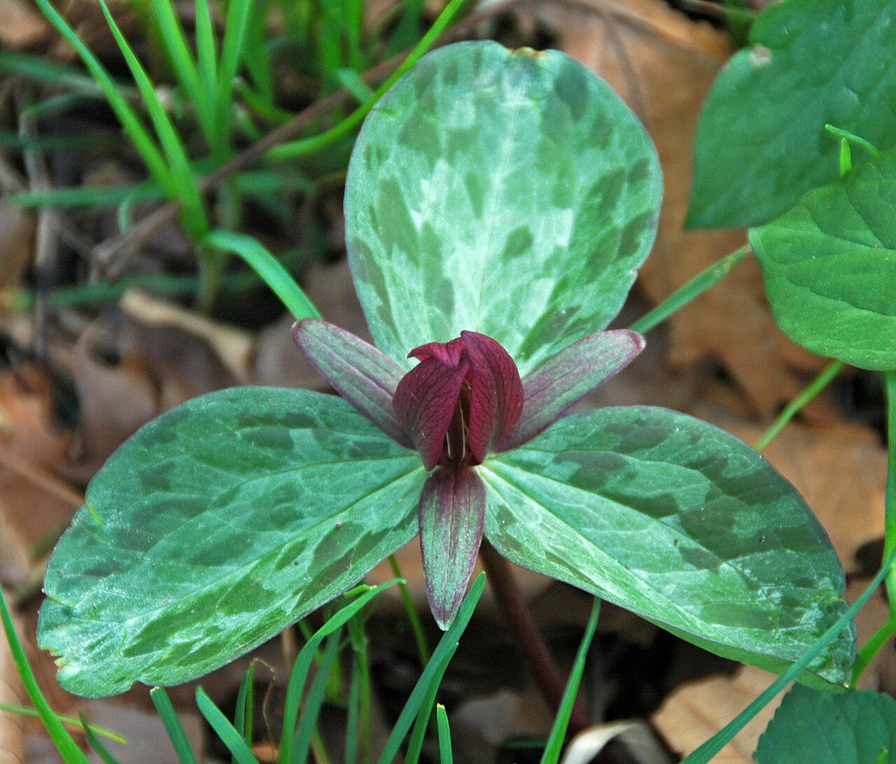 Toadshade: Trillium sessile Linnaeus, 1753 - toadshade in Ohio, USA. Plants are multicellular, photosynthetic eucaryotes. The oldest known land plant body fossils are Silu