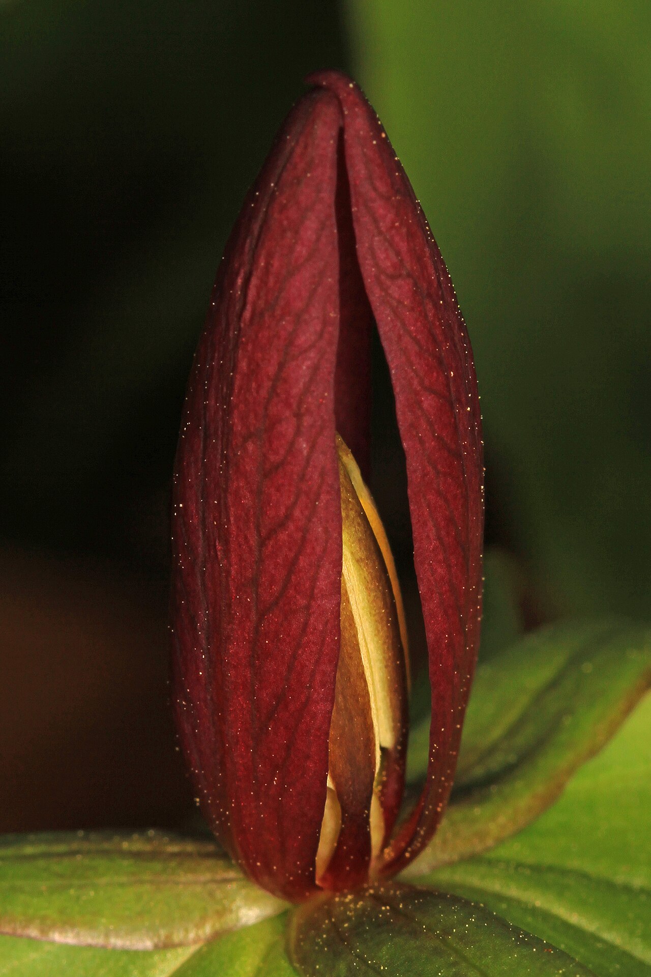 Toadshade: Sessile Trillium - Trillium sessile, Carderock Park, Carderock, Maryland.