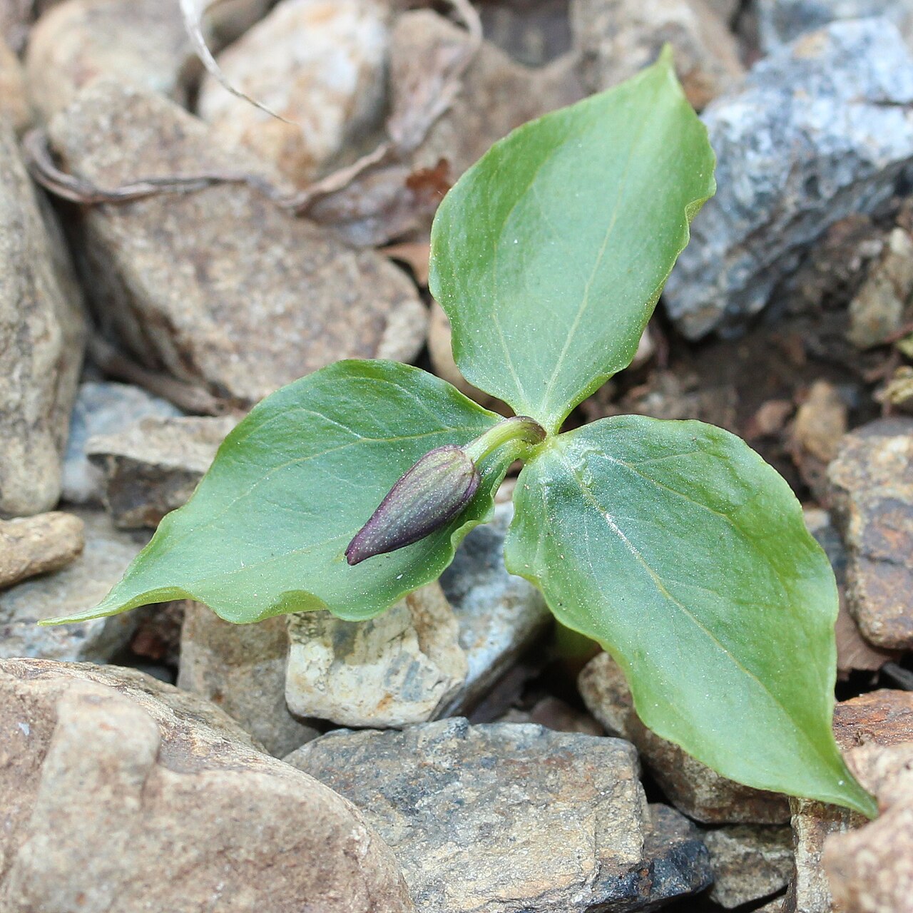 Trillium smallii: Trillium smallii in Suzuka Mountains, Inabe, Mie Prefecture, Japan.