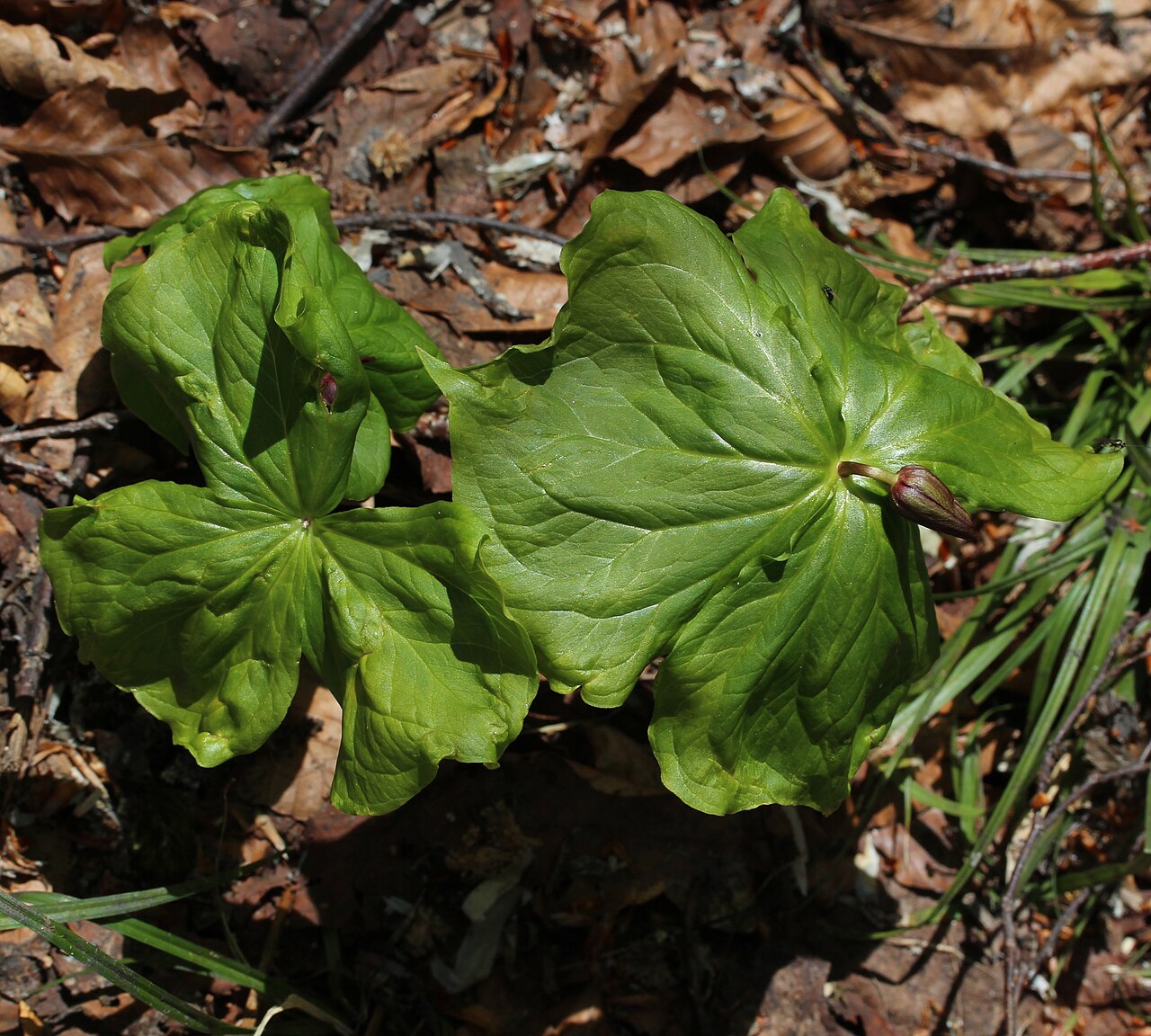Trillium smallii: Trillium smallii in Mount Mominuka, Hida, Gifu Prefecture, Japan.