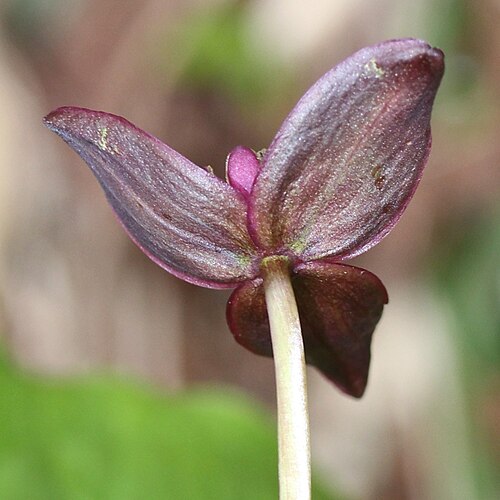 Trillium smallii: Trillium smallii in Mount Jii, Hida Mountains, Ōmachi, Nagano Prefecture, Japan.