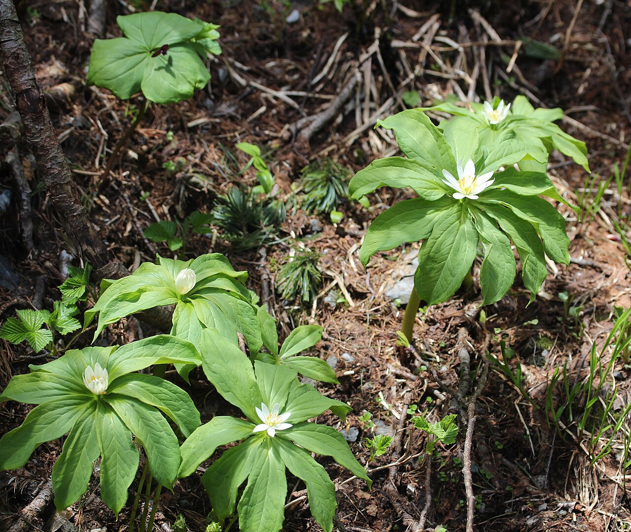 Trillium smallii: Kinugasa japonica ( Paris japonica ) and Trillium smallii , in Mount Chō, Hida Mountains , Azumino, Nagano prefecture , Japan .