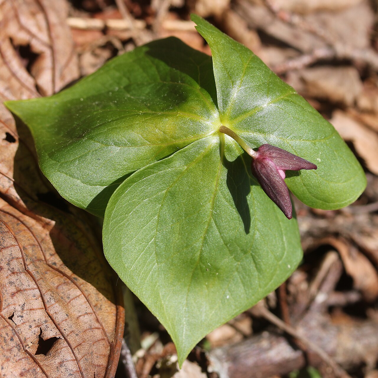 Trillium smallii: Trillium smallii in Mount Yokoyama, Nagahama, Shiga Prefecture, Japan.