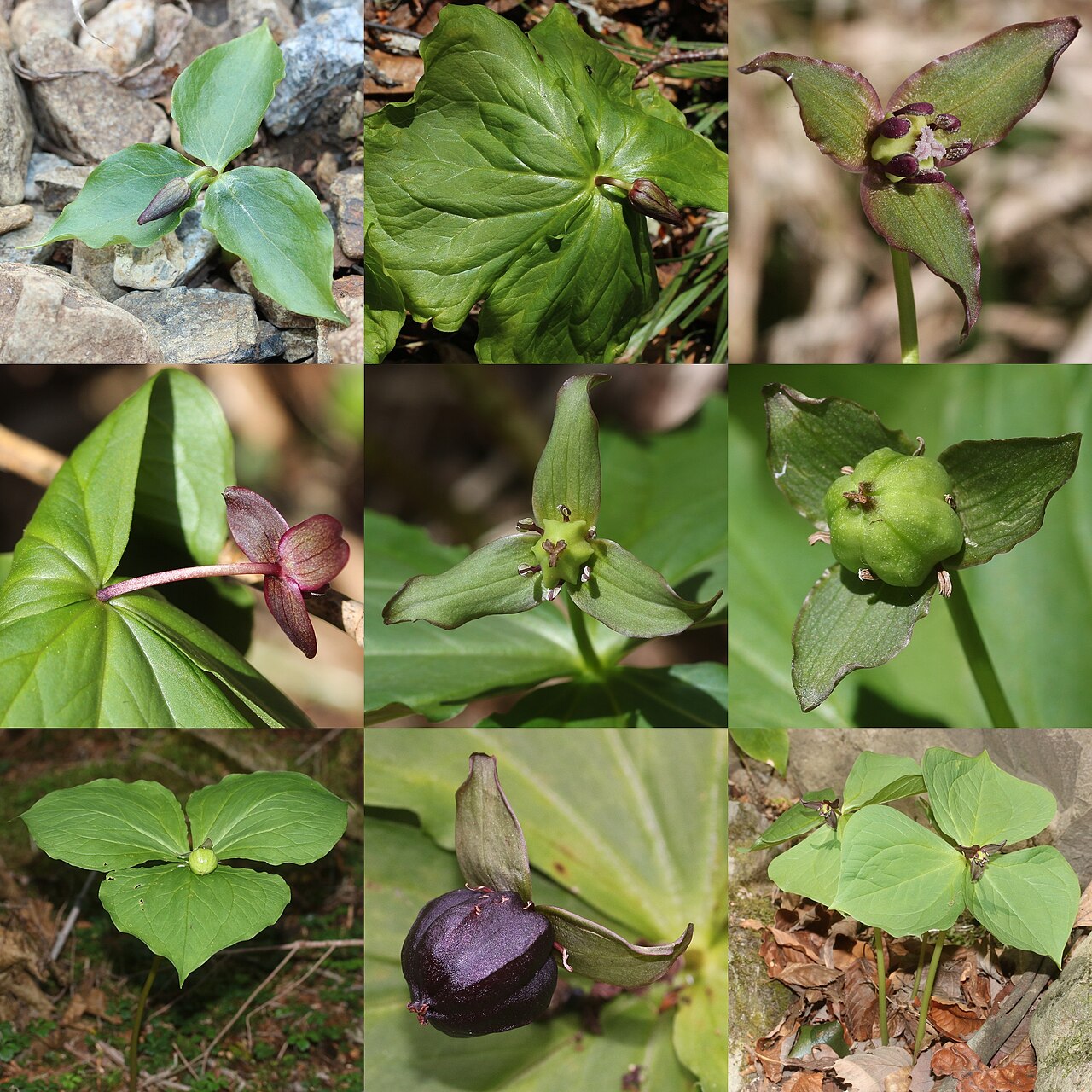 Trillium smallii: Montage of Trillium smallii