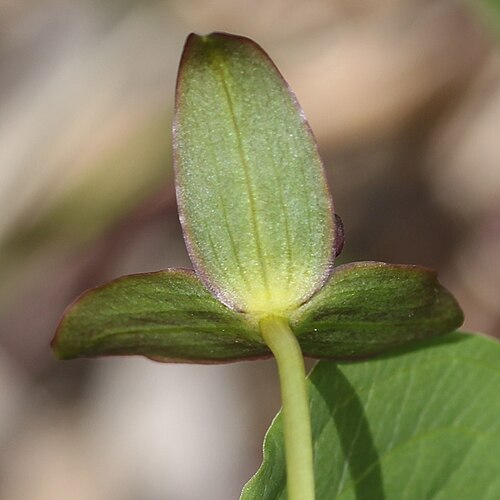 Trillium smallii: Trillium smallii in Mount Sannomine (Ryōhaku Mountains), Ōno, Fukui Prefecture, Japan.