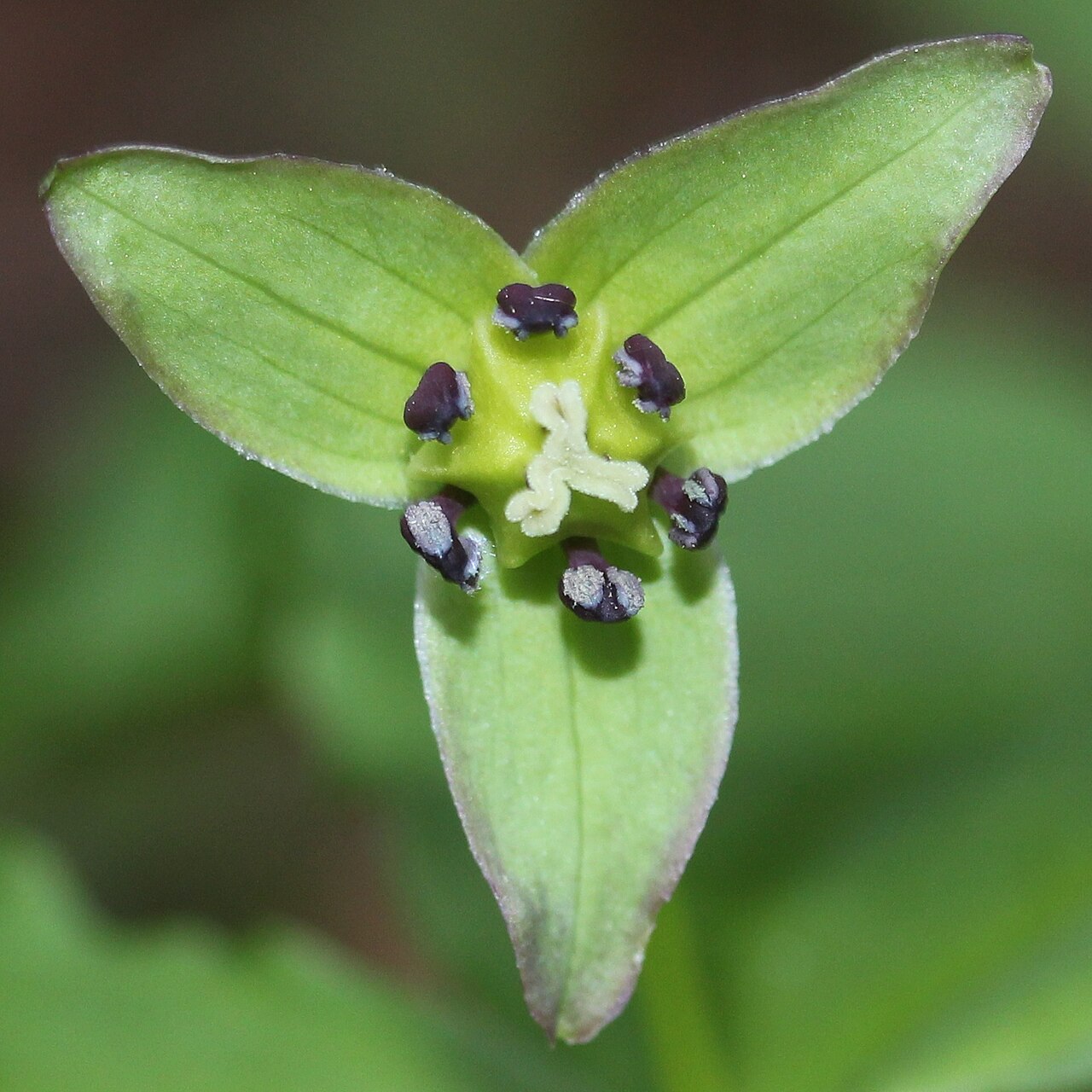 Trillium smallii: Trillium smallii in Akaishi Mountains, Ōshika, Nagano Prefecture, Japan.