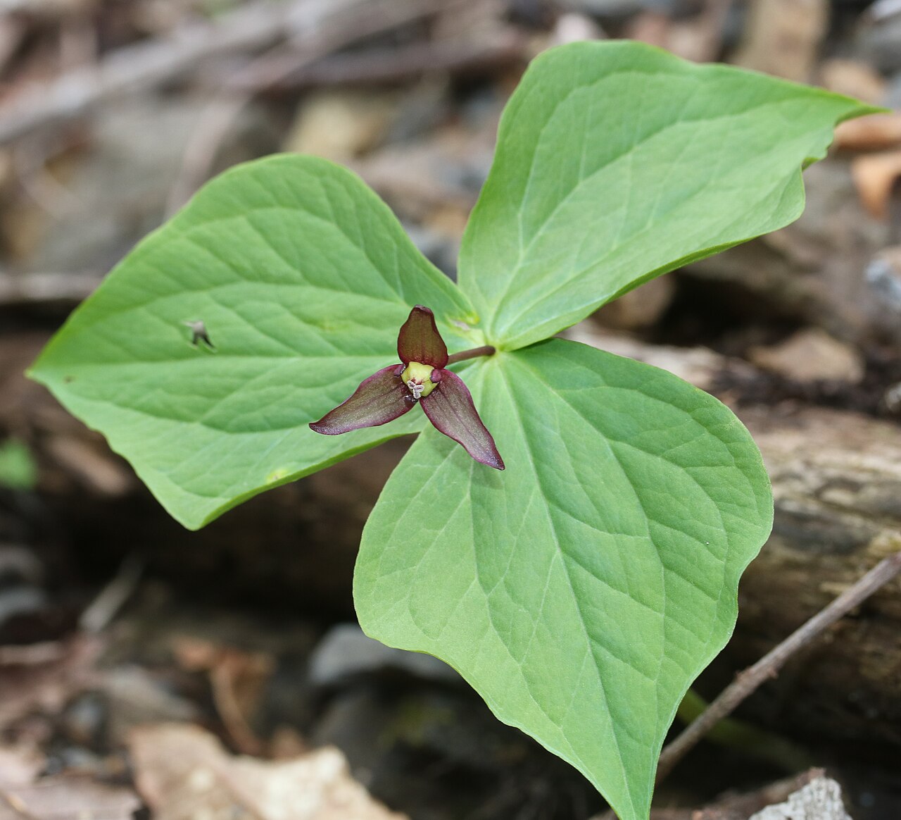 Trillium smallii: Trillium smallii in Suzuka Mountains, Inabe, Mie Prefecture, Japan.