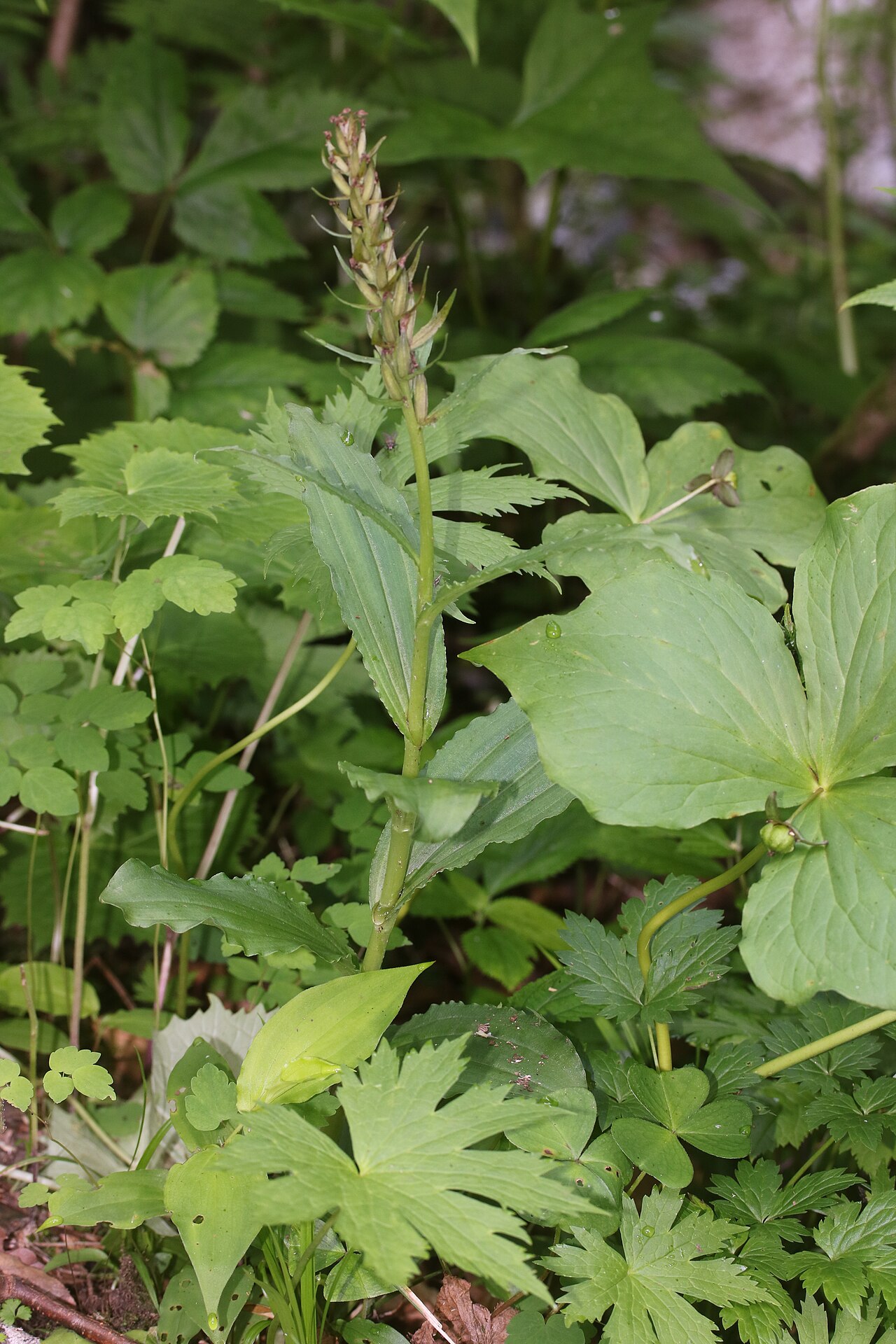 Trillium smallii: Gymnadenia camtschatica and Trillium smallii in Mount Mominuka, Hida, Gifu Prefecture, Japan.