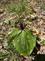 Blue Ridge wakerobin (Trillium stamineum)