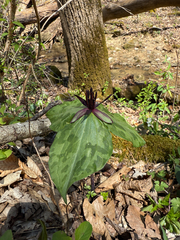 Blue Ridge wakerobin (Trillium stamineum)