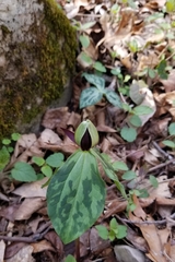 Blue Ridge wakerobin (Trillium stamineum)