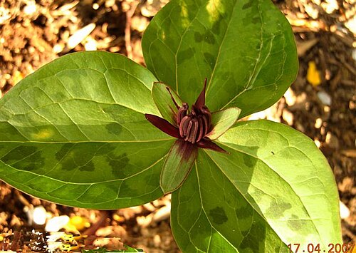 Blue Ridge wakerobin: Trillium stamineum — Wake robin trillium.