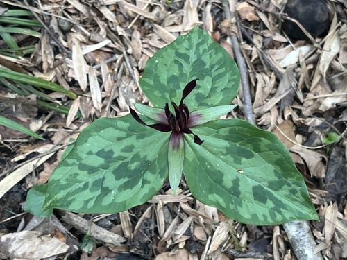 Blue Ridge wakerobin (Trillium stamineum)