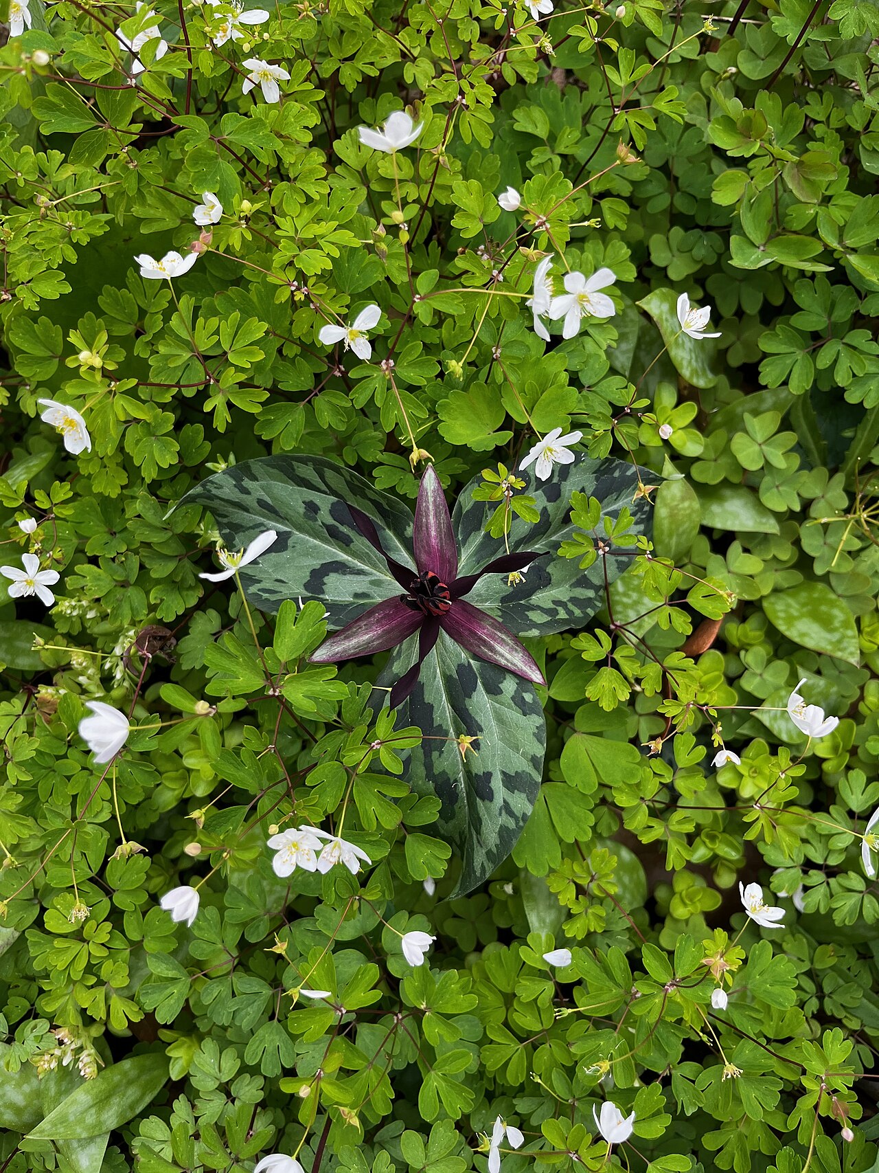 Blue Ridge wakerobin: Trillium stamineum surrounded by Enemion biternatum. Photo taken by me at the Mt. Cuba Center in Delaware.
