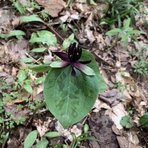 Blue Ridge wakerobin (Trillium stamineum)