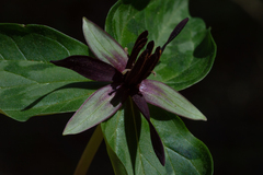 Blue Ridge wakerobin (Trillium stamineum)