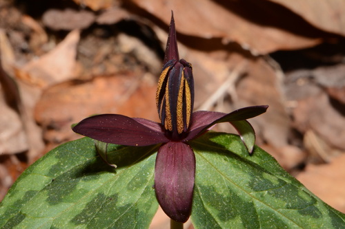 Blue Ridge wakerobin (Trillium stamineum)