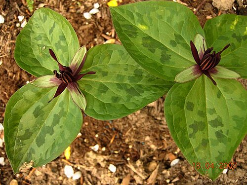Blue Ridge wakerobin: Trillium stamineum