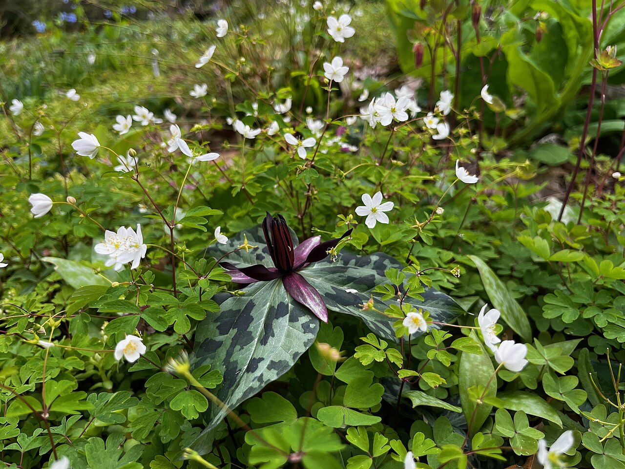 Blue Ridge wakerobin: A single specimen of Trillium stamineum surrounded by Enemion biternatum. Photo taken by me at the Mt. Cuba Center.