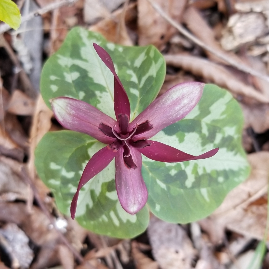 Blue Ridge wakerobin (Trillium stamineum)