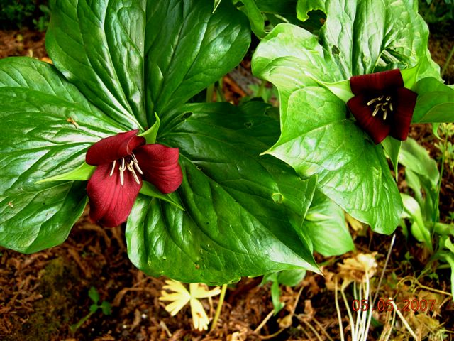Furrowed wakerobin: Trillium sulcatum