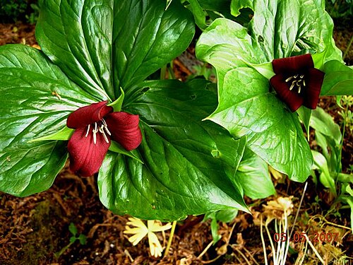 Furrowed wakerobin: Trillium sulcatum