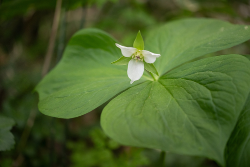 Trillium tschonoskii (Trillium tschonoskii)