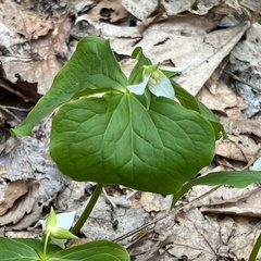 Trillium tschonoskii (Trillium tschonoskii)