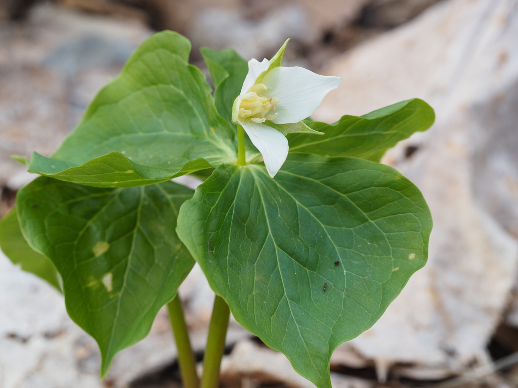 Trillium tschonoskii (Trillium tschonoskii)