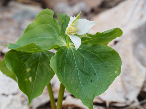 Trillium tschonoskii (Trillium tschonoskii)