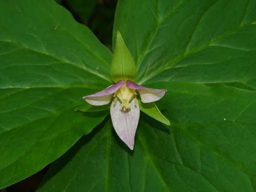 Trillium tschonoskii (Trillium tschonoskii)