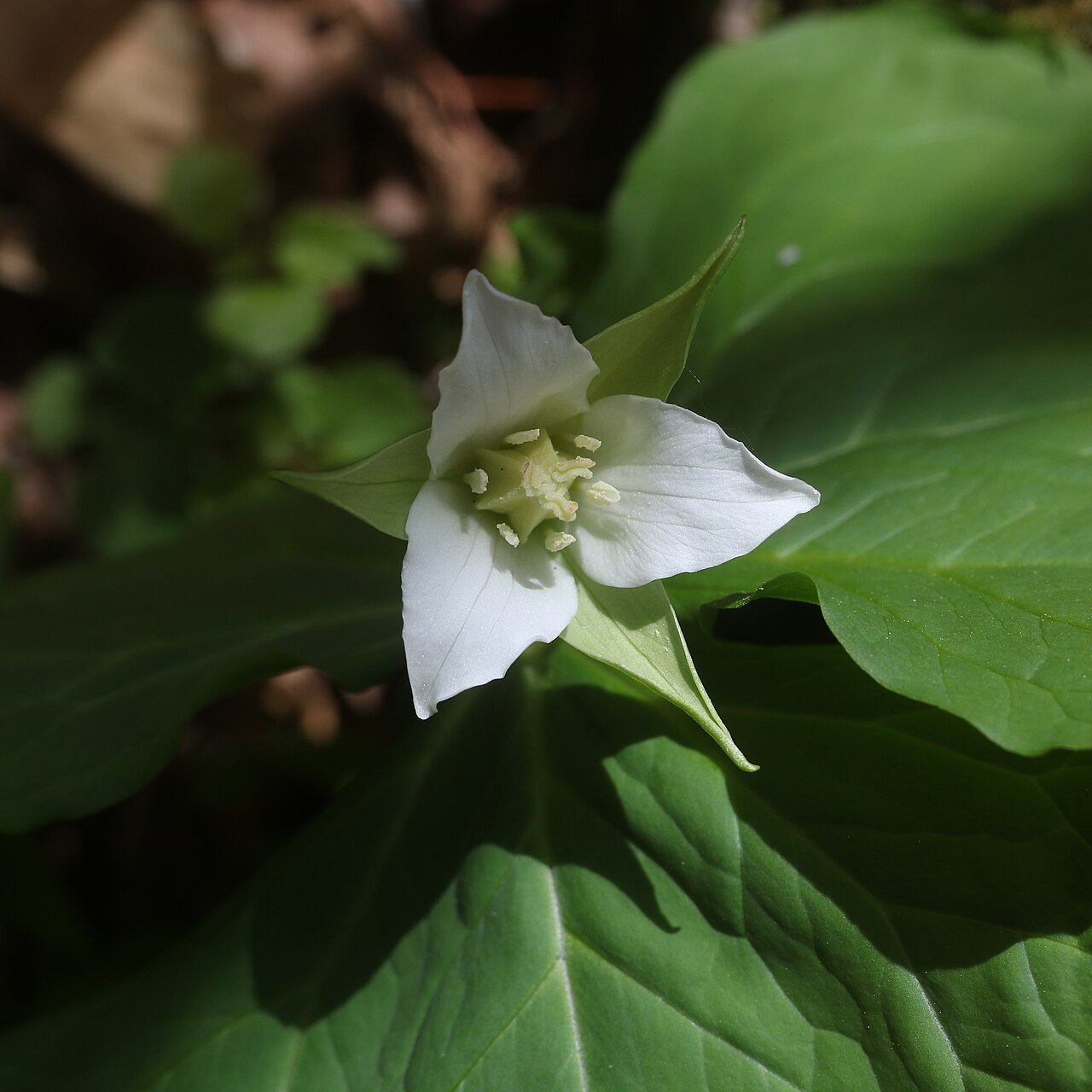 Trillium tschonoskii: Trillium tschonoskii in Mount Ena, Kiso Mountains, Nakatsugawa, Gifu Prefecture, Japan.