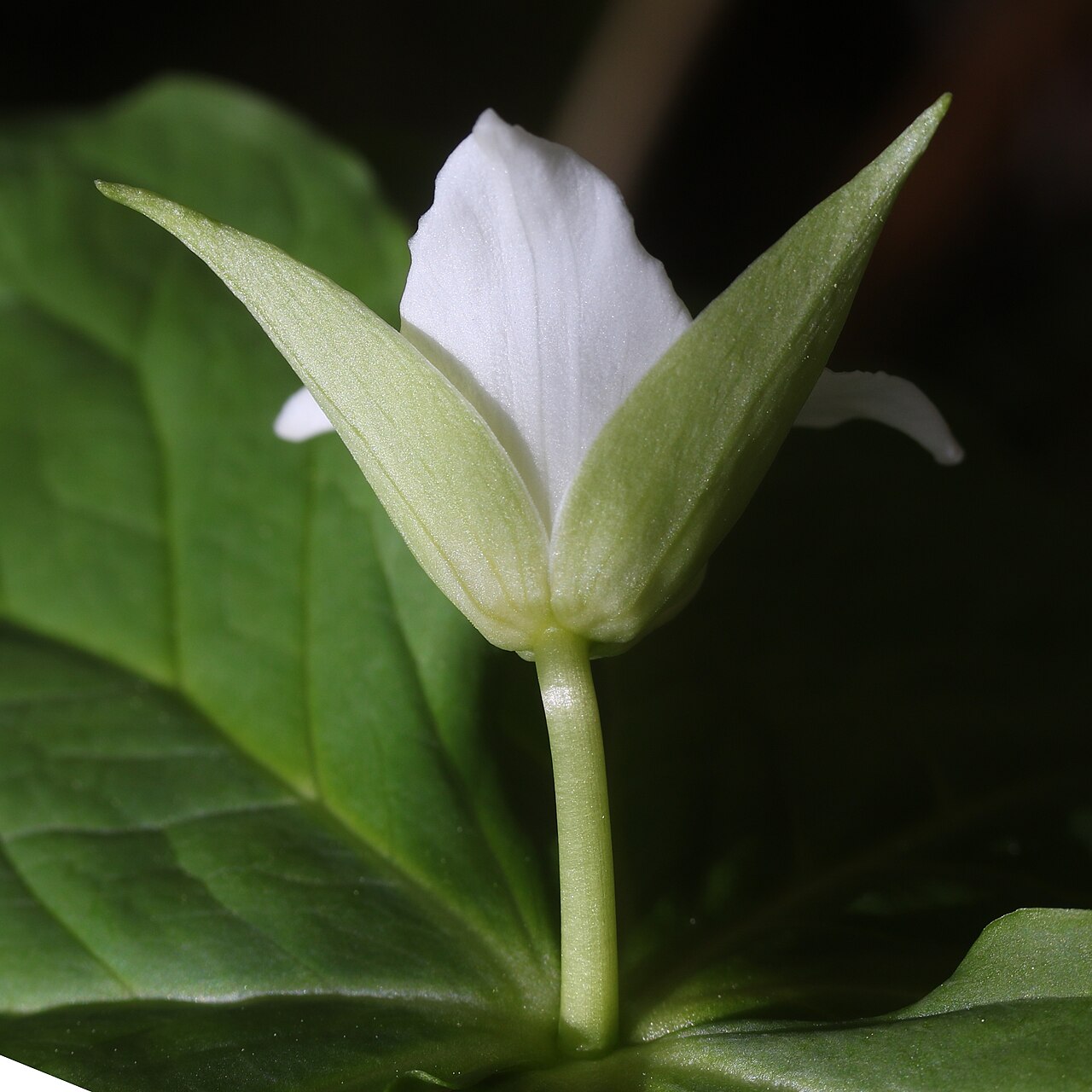 Trillium tschonoskii: Trillium tschonoskii in Mount Ena, Kiso Mountains, Nakatsugawa, Gifu Prefecture, Japan.