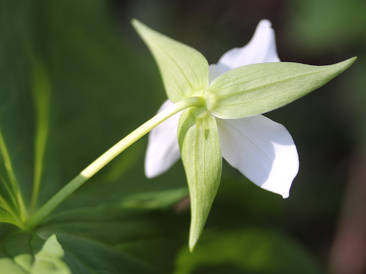 Trillium tschonoskii: Trillium tschonoskii , in Mount Yake, Takayama, Gifu prefecture, Japan.
