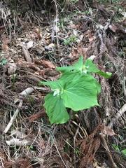 Trillium tschonoskii (Trillium tschonoskii)