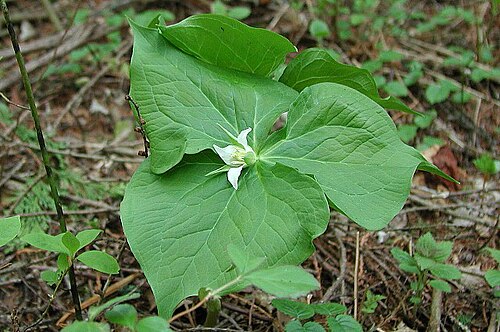 Trillium tschonoskii: ミヤマエンレイソウ (山梨県釈迦ヶ岳) Trillium tschonoskii