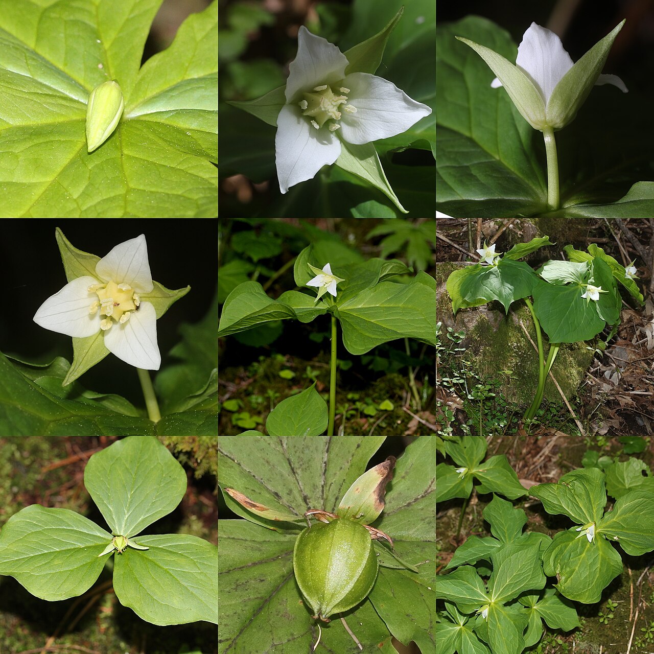 Trillium tschonoskii: Montage of Trillium tschonoskii .