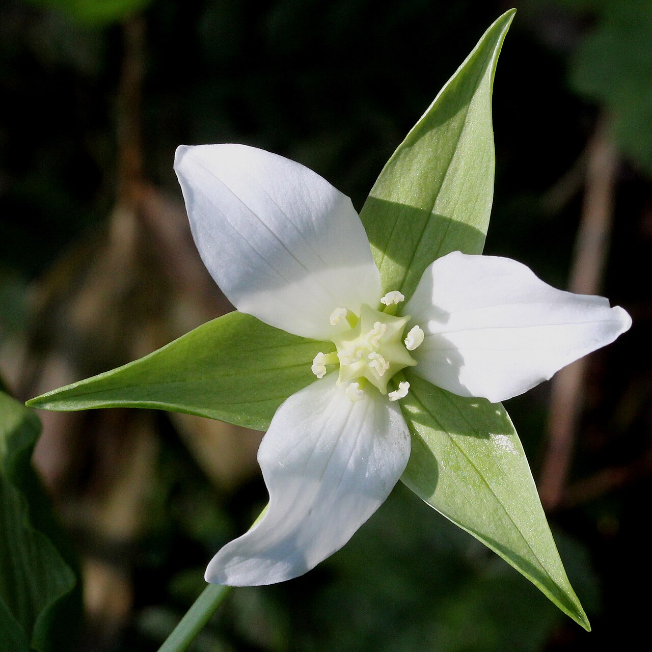 Trillium tschonoskii: Trillium tschonoskii , in Mount Yake, Takayama, Gifu prefecture, Japan.