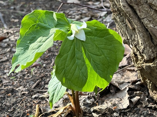 Trillium tschonoskii (Trillium tschonoskii)